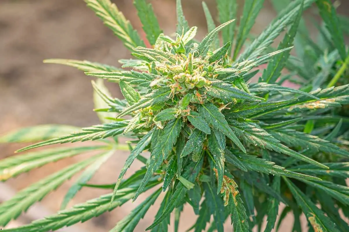 Mimosa x Orange Punch – variedad de perfil aromático cítrico