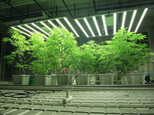 Duel de lampes : LED vs. HPS en pratique