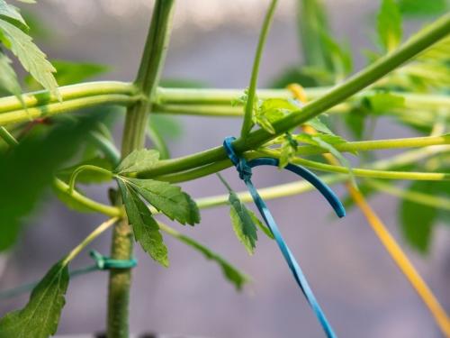 Суперкроппинг в индоре — контроль высоты без потери урожая