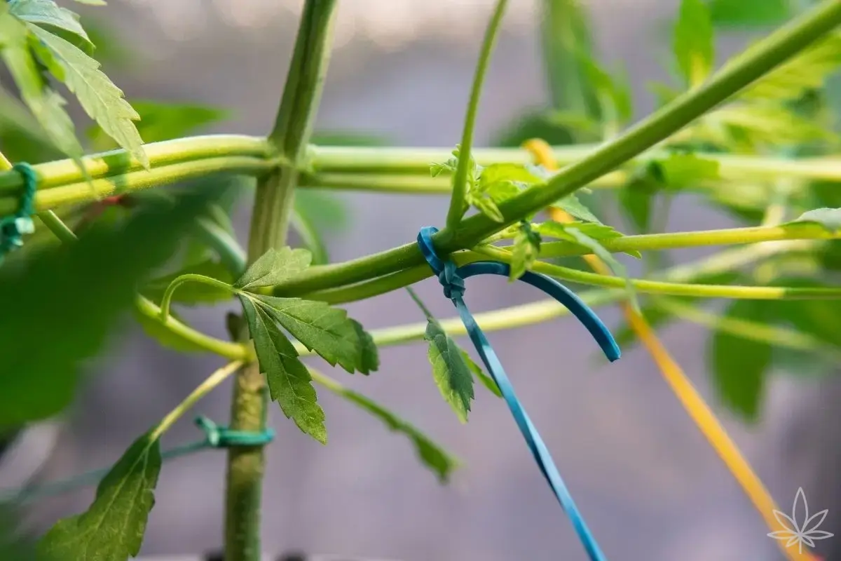 Supercropping en indoor — contrôle de la hauteur sans perte de rendement
