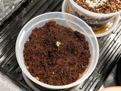 Coco vs. tierra — con qué frecuencia regar cannabis y cómo medirlo