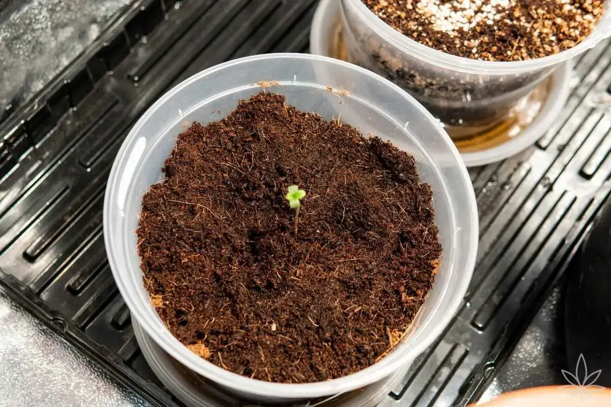 Coco vs. terre — à quelle fréquence arroser le cannabis et comment le mesurer