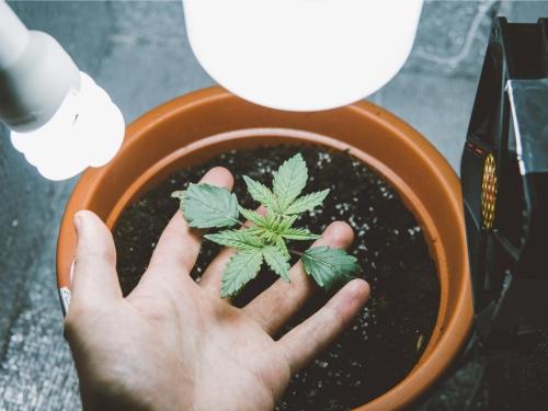 Checklist growroom : prépare tout avant de planter tes graines