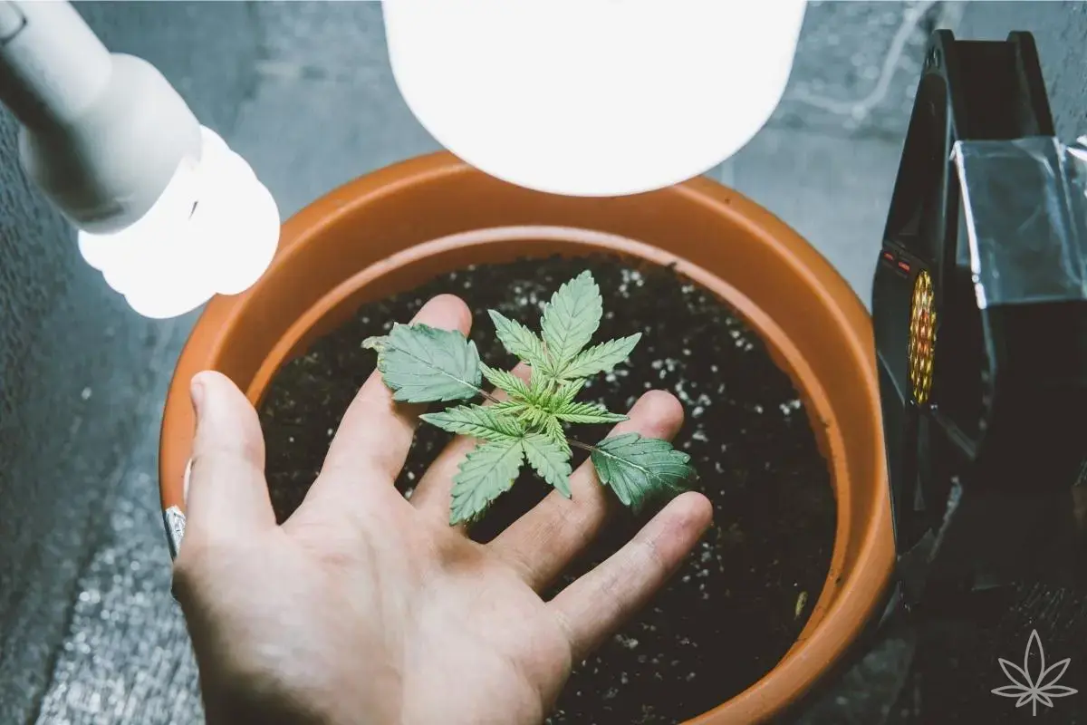 Checklist growroom: prepara todo antes de plantar tus semillas