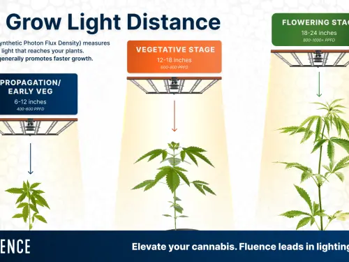 Les LED sont exigeantes Pourquoi les lampes modernes révèlent chaque erreur du cultivateur