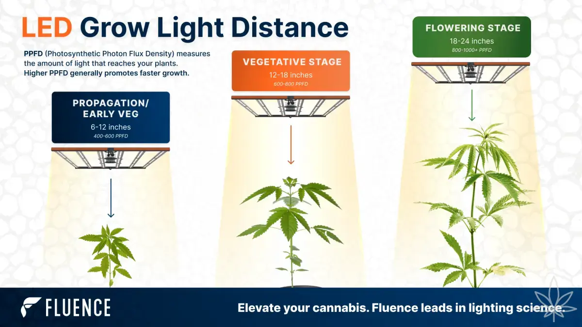 Les LED sont exigeantes Pourquoi les lampes modernes révèlent chaque erreur du cultivateur
