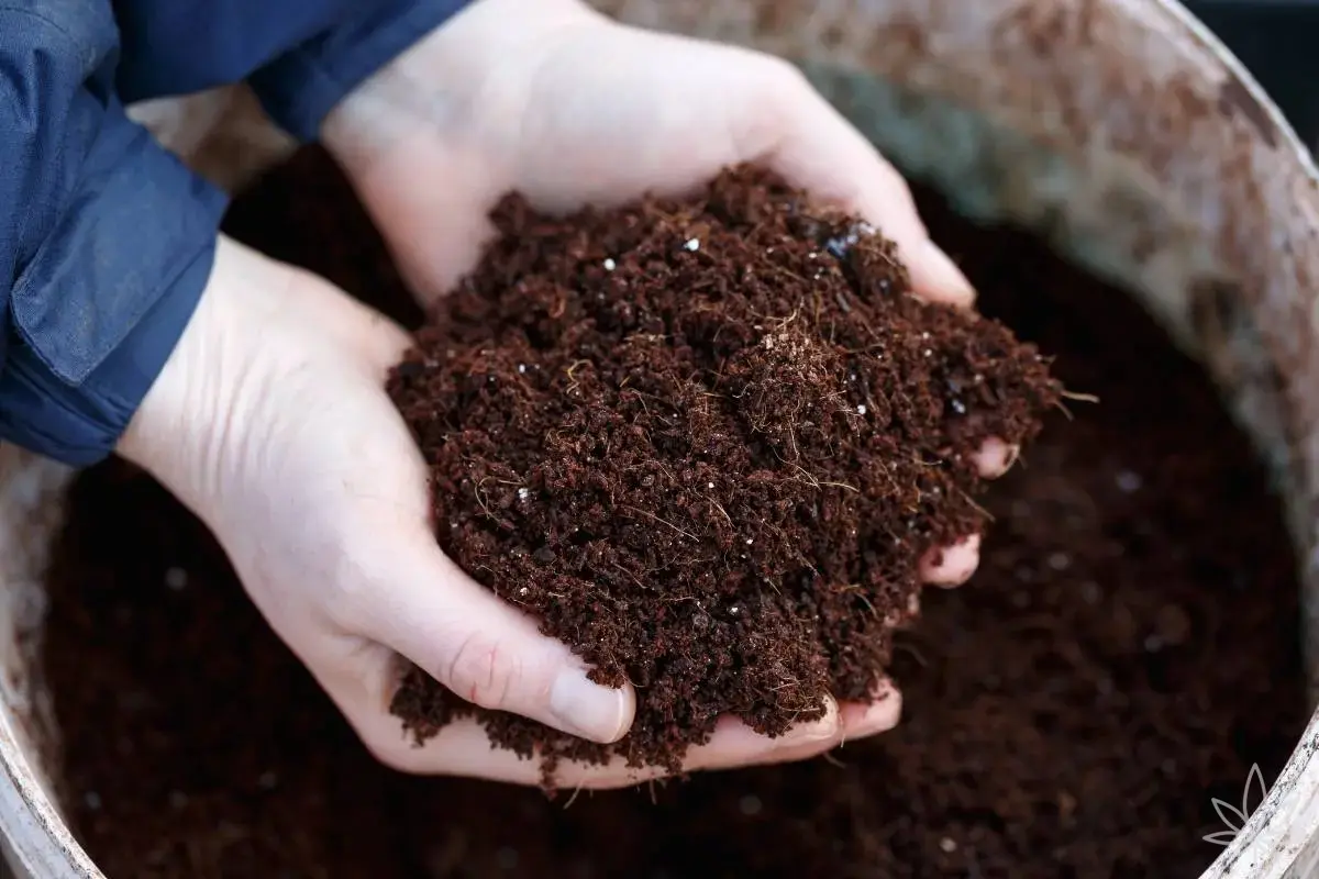 Super Soil vs. Coco Coir — Comparación de métodos de cultivo