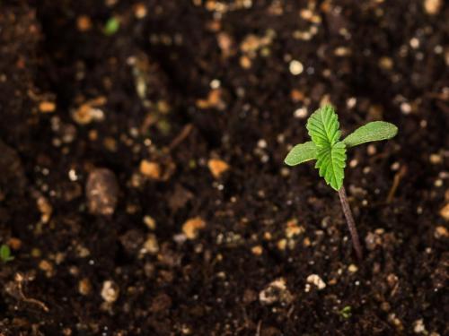 Erde, die für dich arbeitet — No-till, Living Soil und einfache Komposttees