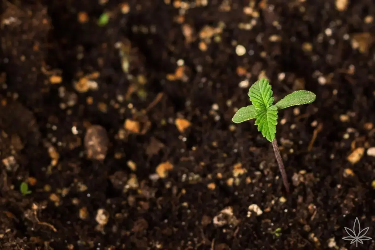 Tierra que trabaja por ti — No-till, suelo vivo y tés de compost simples