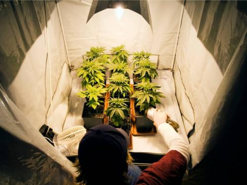 Combien coûte vraiment un homegrow ? Calcul complet : électricité, matériel et engrais