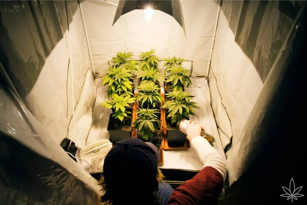 ¿Cuánto cuesta realmente un homegrow? Cálculo completo: electricidad, equipo y fertilizantes