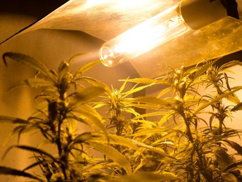 Éclairage du cannabis : comment calculer le « régime lumineux » de A à Z
