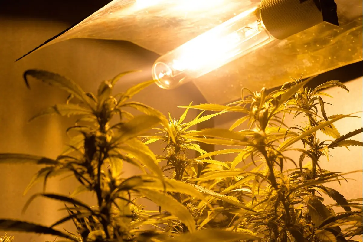 Iluminación para cannabis: cómo calcular la "dieta luminosa" de la A a la Z