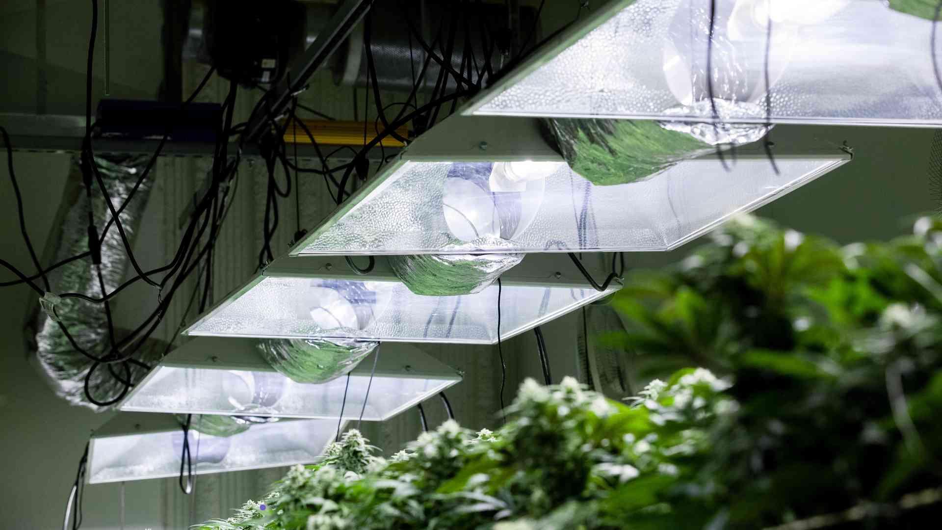 ¿Cómo conectar de forma segura los equipos eléctricos en un cuarto de cultivo?