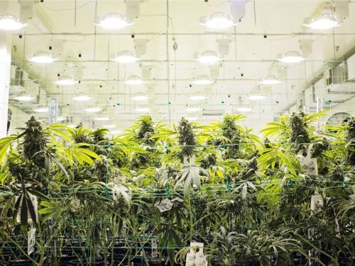 Cycle lumineux pendant la phase de croissance et de floraison