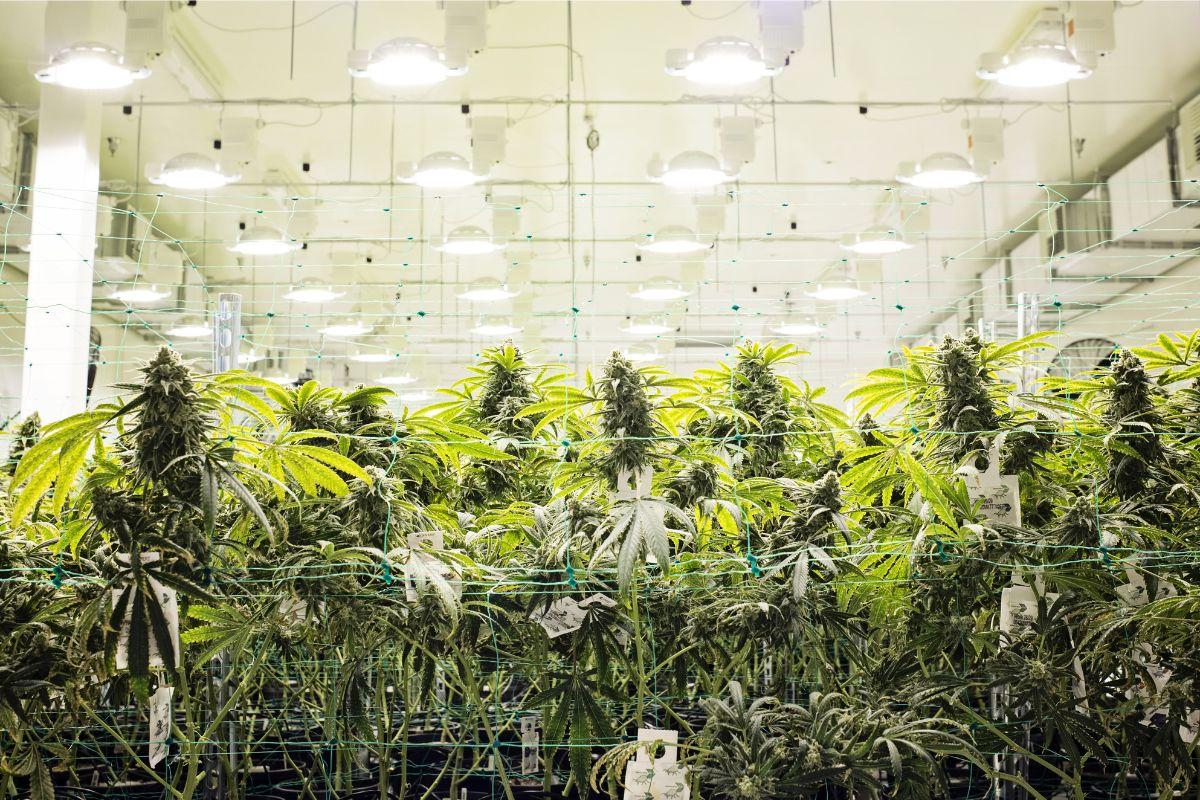 Ciclo de luz en la fase de crecimiento y floración