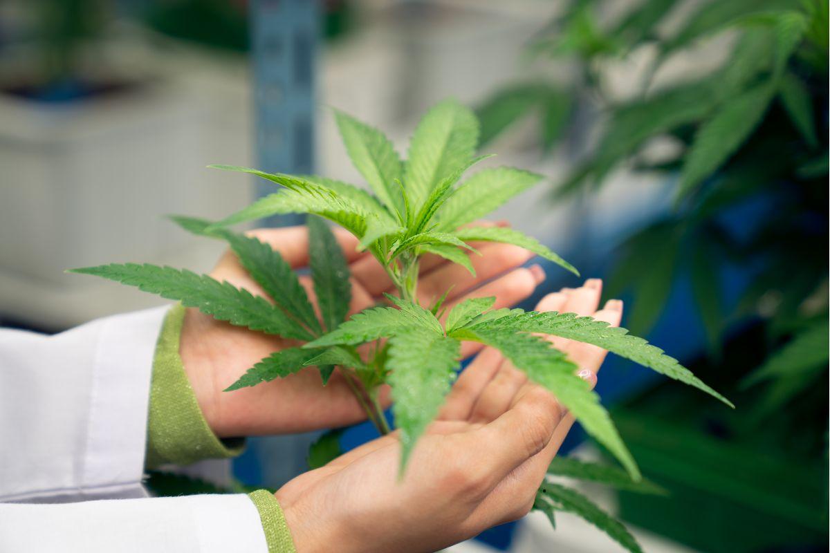 How to Take the Perfect Clone from a Mother Plant?