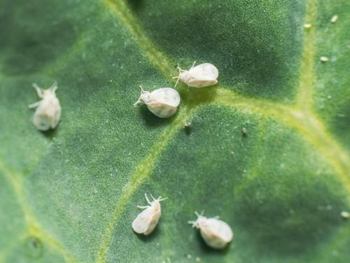 Malattie, parassiti e altre minacce per la cannabis