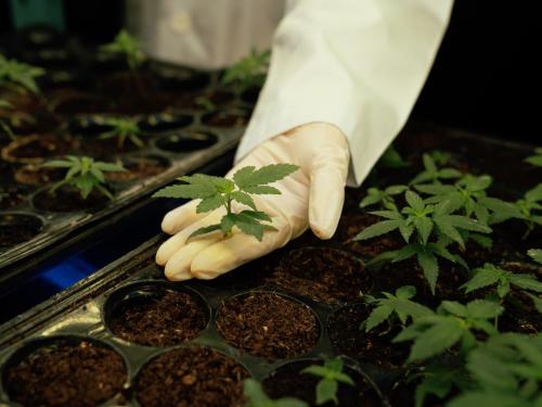 I migliori substrati per la coltivazione indoor – terra, cocco, argilla espansa