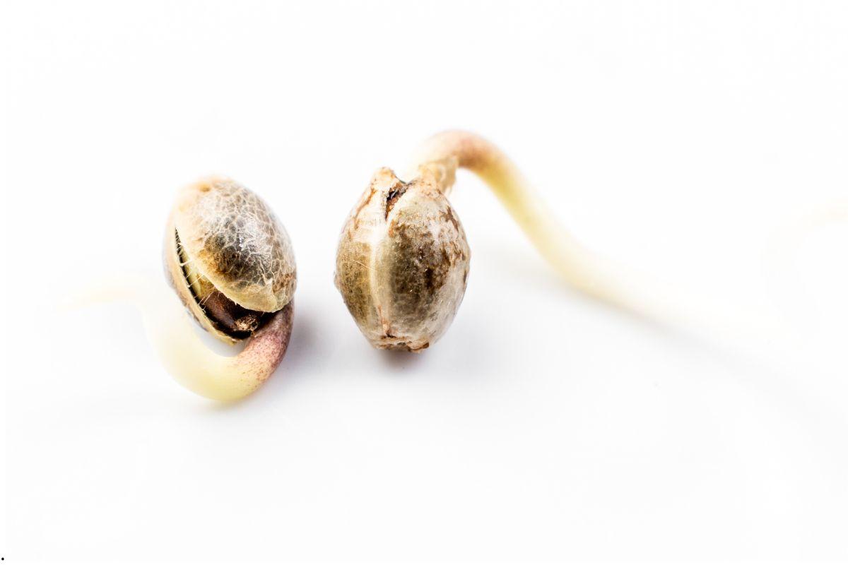 Seed Germination – Methods and Best Practices (Indoor and Outdoor)