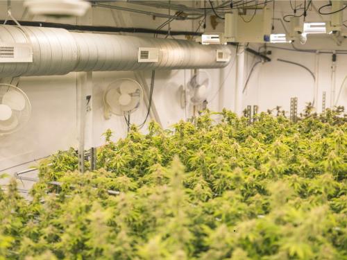 ¿Por qué la ventilación es crucial en el cultivo indoor de cannabis?