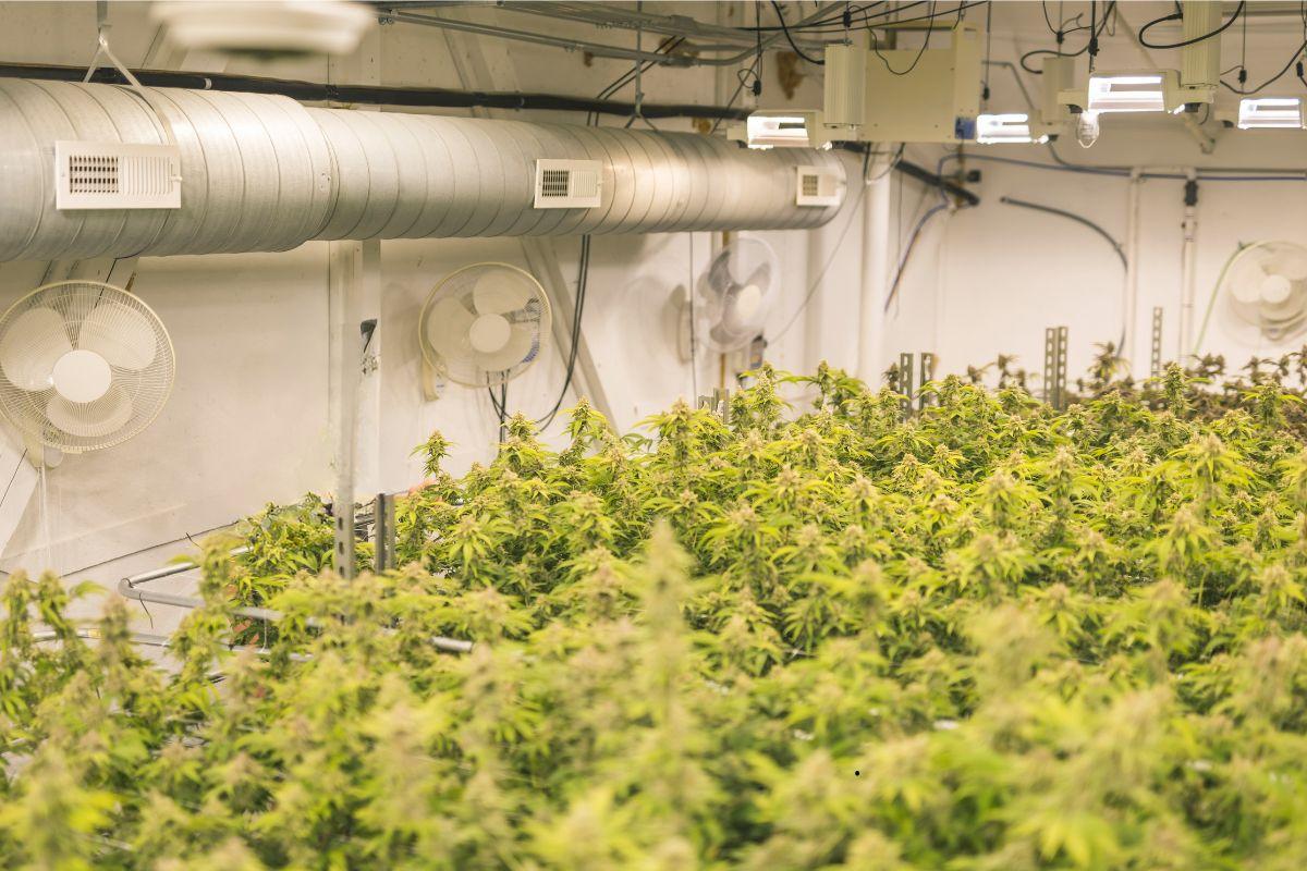 ¿Por qué la ventilación es crucial en el cultivo indoor de cannabis?