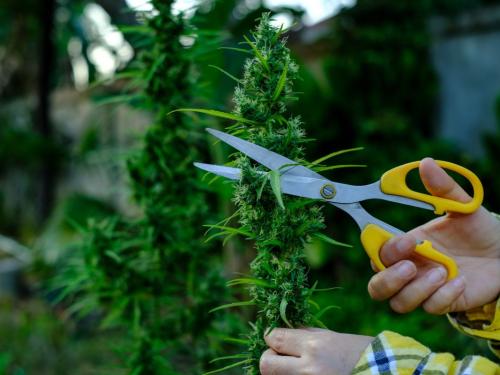 Come minimizzare le perdite durante il raccolto