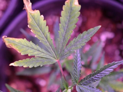 Common Cannabis PhysiopathologiesâTip Burn, Light Burn, Heat Stress, and Salt Damage Demystified