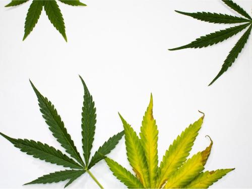 Anthracnose â How to Save Your Cannabis Leaves Before They Dry Out