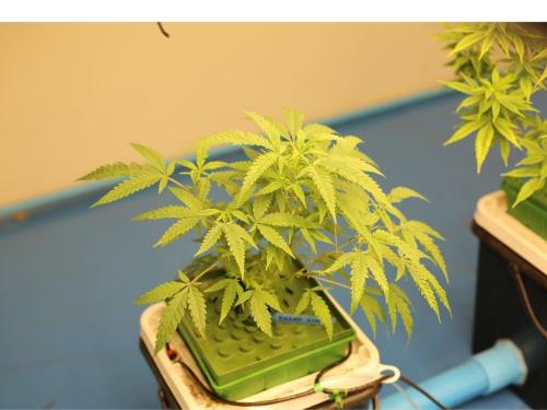 HLVd in Cannabis – How to Recognize “Dudding,” Cut Transmission, and Save Your Grow