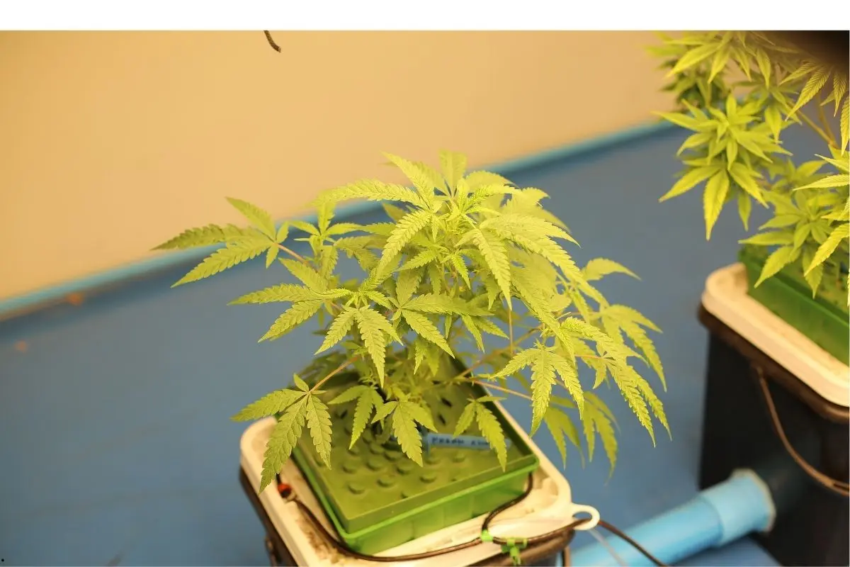 HLVd en cannabis: cómo identificar el “dudding”, frenar la transmisión y salvar el cultivo