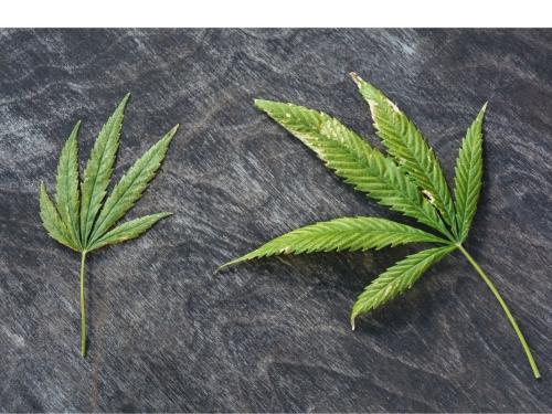 Powdery Mildew in Cannabis: Recognition, Prevention, and an Action Plan