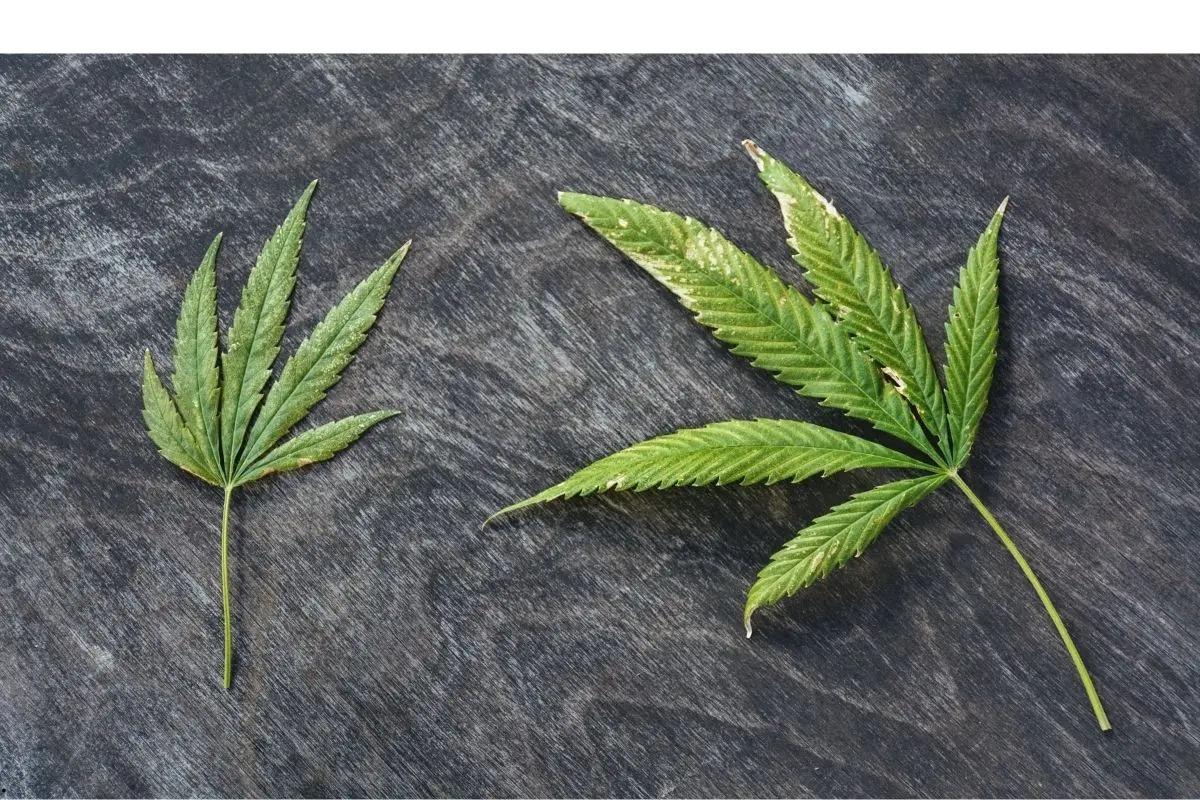 Oídio en cannabis: reconocimiento, prevención y plan de acción efectivo