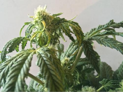 Fusarium w uprawie konopi – objawy, zapobieganie i leczenie