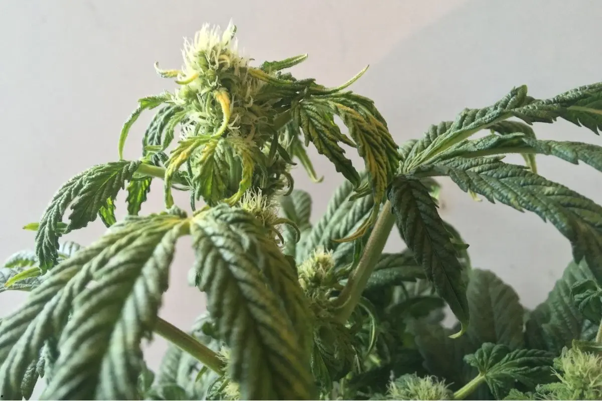 Fusarium en el cultivo de cannabis – síntomas, prevención y tratamiento
