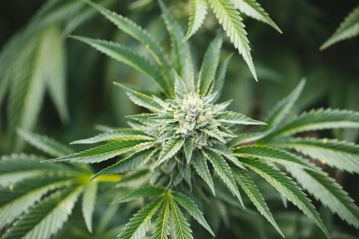 Las mejores variedades para cultivadores principiantes