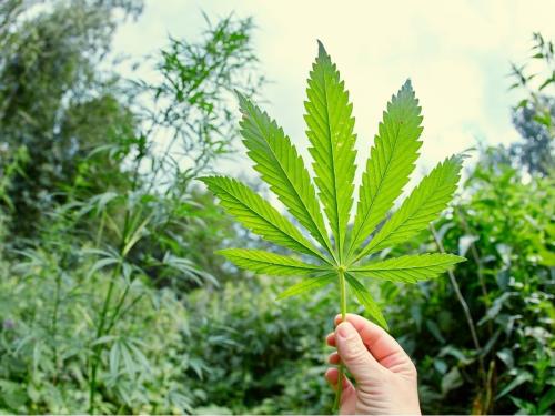 Calendrier des maladies du cannabis en climat tempéré – Outdoor & serre, mois par mois (version enrichie)