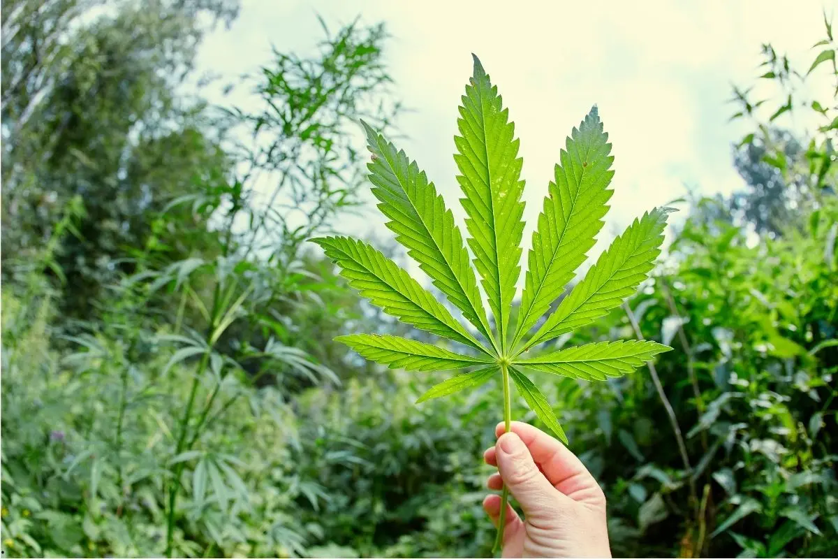 Calendario de enfermedades del cannabis en clima templado – Outdoor y invernadero, mes a mes (versión ampliada)
