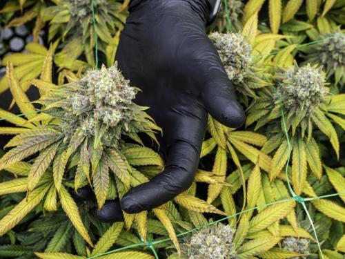 Вирусы мозаики типа TMV в выращивании каннабиса — споры, ошибочные диагнозы