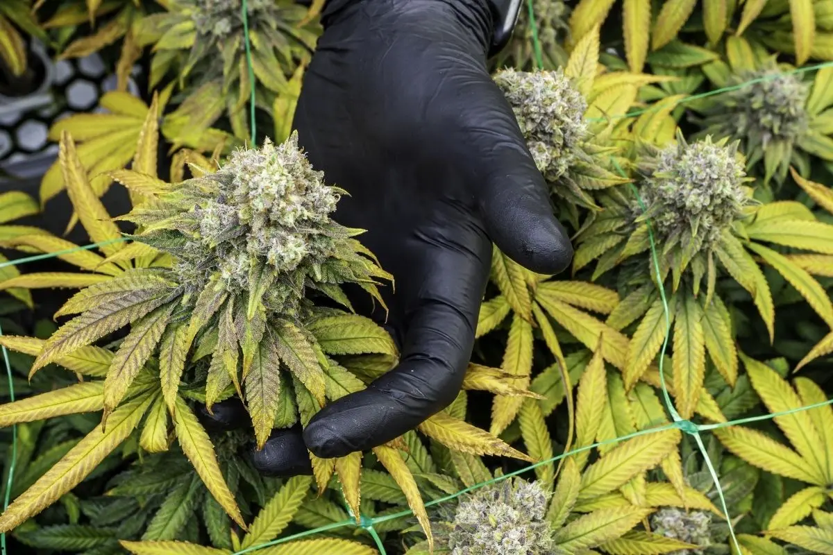 Virus del mosaico tipo TMV en el cultivo de cannabis – controversias, diagnósticos erróneos