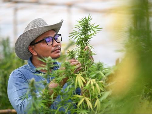 Diagnostic pas à pas – Comment reconnaître les problèmes de taches sur les feuilles de cannabis