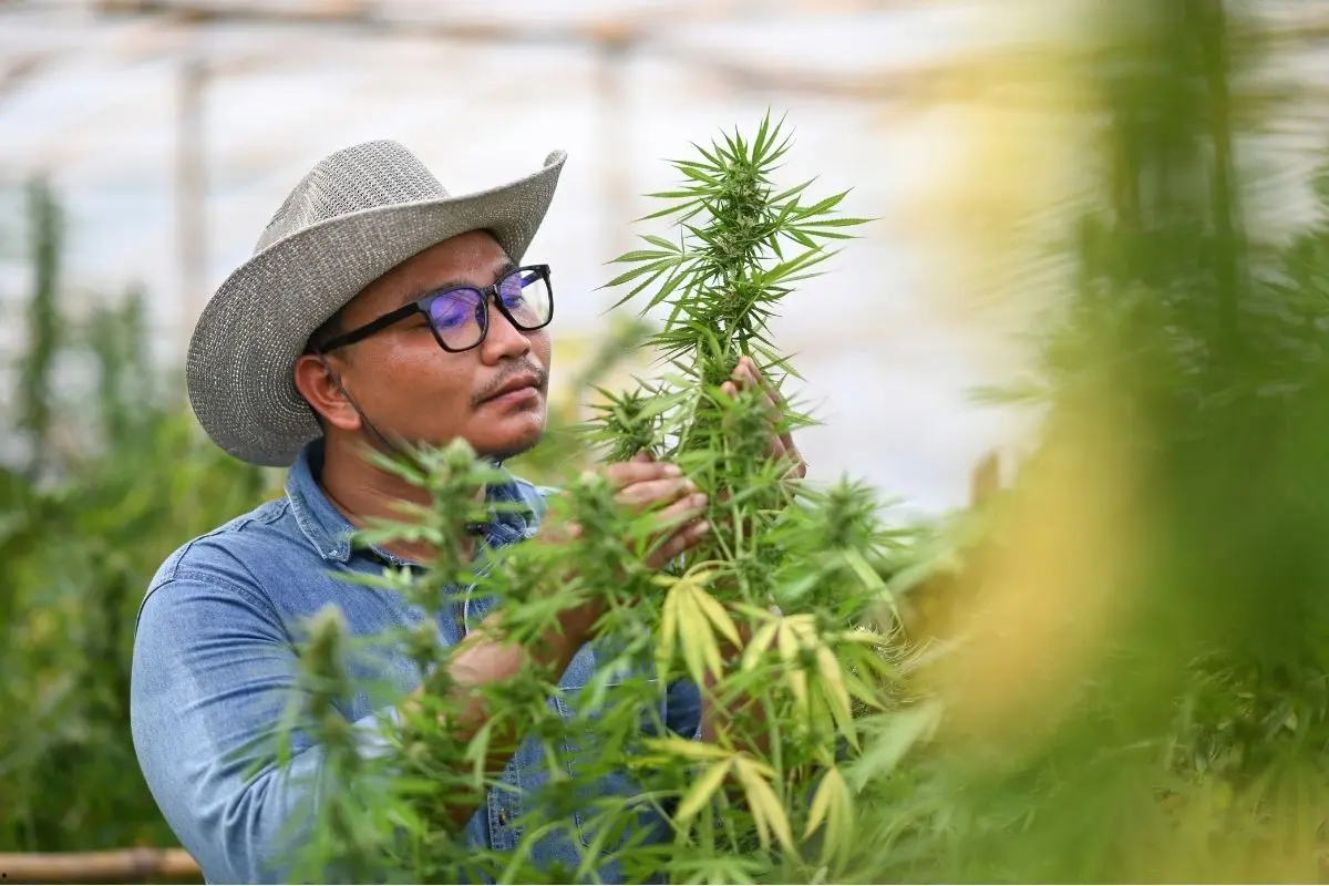Diagnóstico paso a paso – ¿Cómo reconocer y solucionar los problemas de manchas en hojas de cannabis?