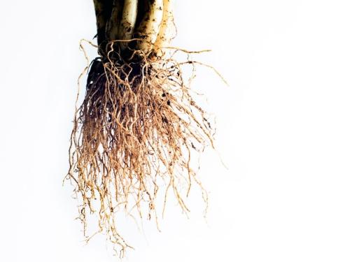Marciume del colletto nella cannabis (Crown/Collar Rot) – Sintomi, cause, prevenzione e altre malattie radicali correlate