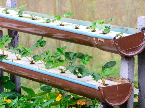Hidroponía DIY: Construye 3 sistemas probados con piezas baratas y fáciles de conseguir