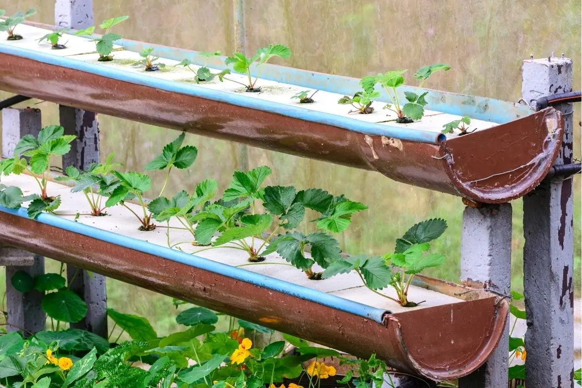Hydroponie DIY : Construire 3 systèmes éprouvés avec des pièces bon marché et faciles à trouver