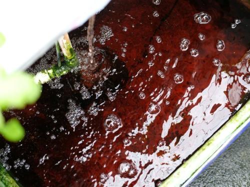 Algues et biofilm en hydroponie – pas une maladie, mais une vraie source de soucis dans le bac