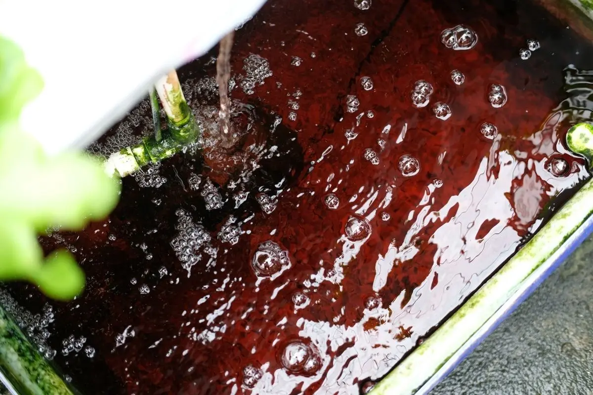 Algas y biofilm en sistemas hidropónicos: no es una enfermedad, pero sí un auténtico dolor de cabeza
