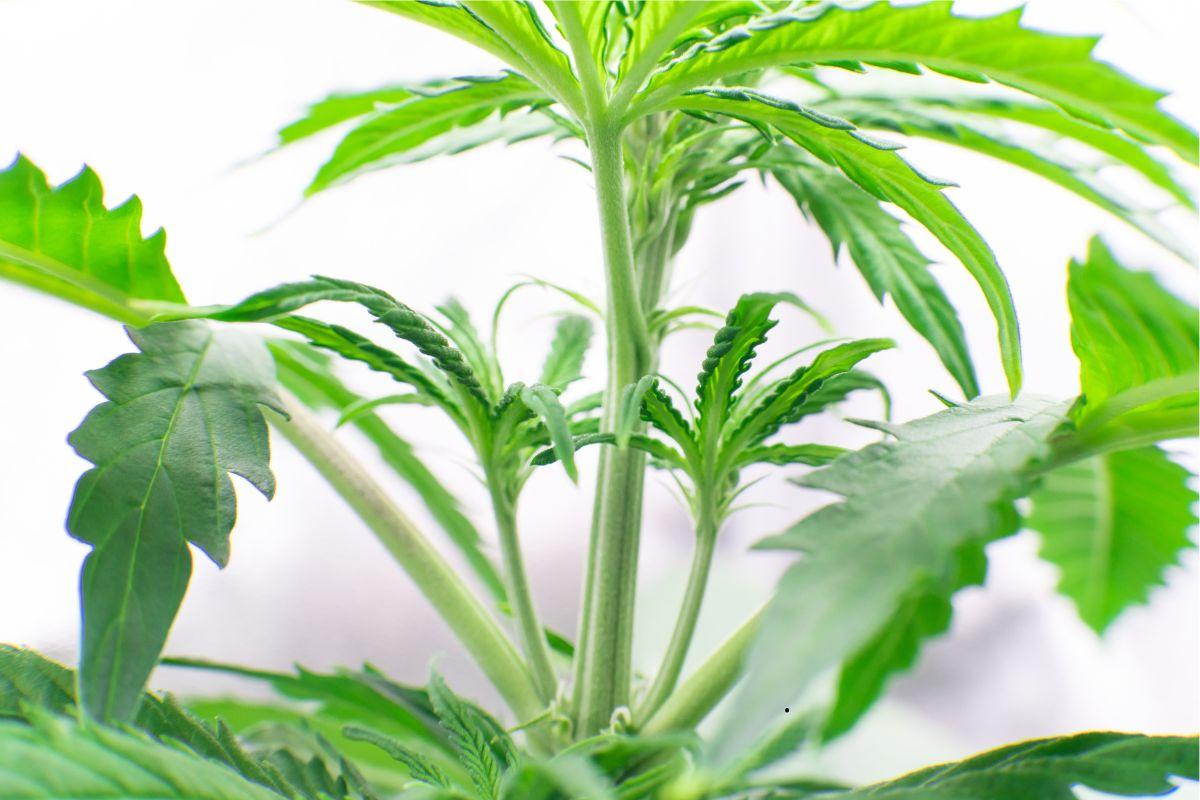 Plant Cloning Technique for Cannabis in Home Cultivation