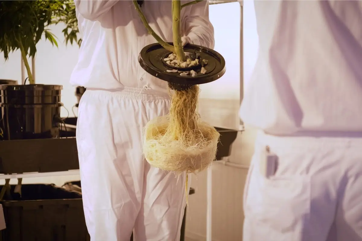 La pourriture des racines – l’ennemi silencieux caché sous la surface