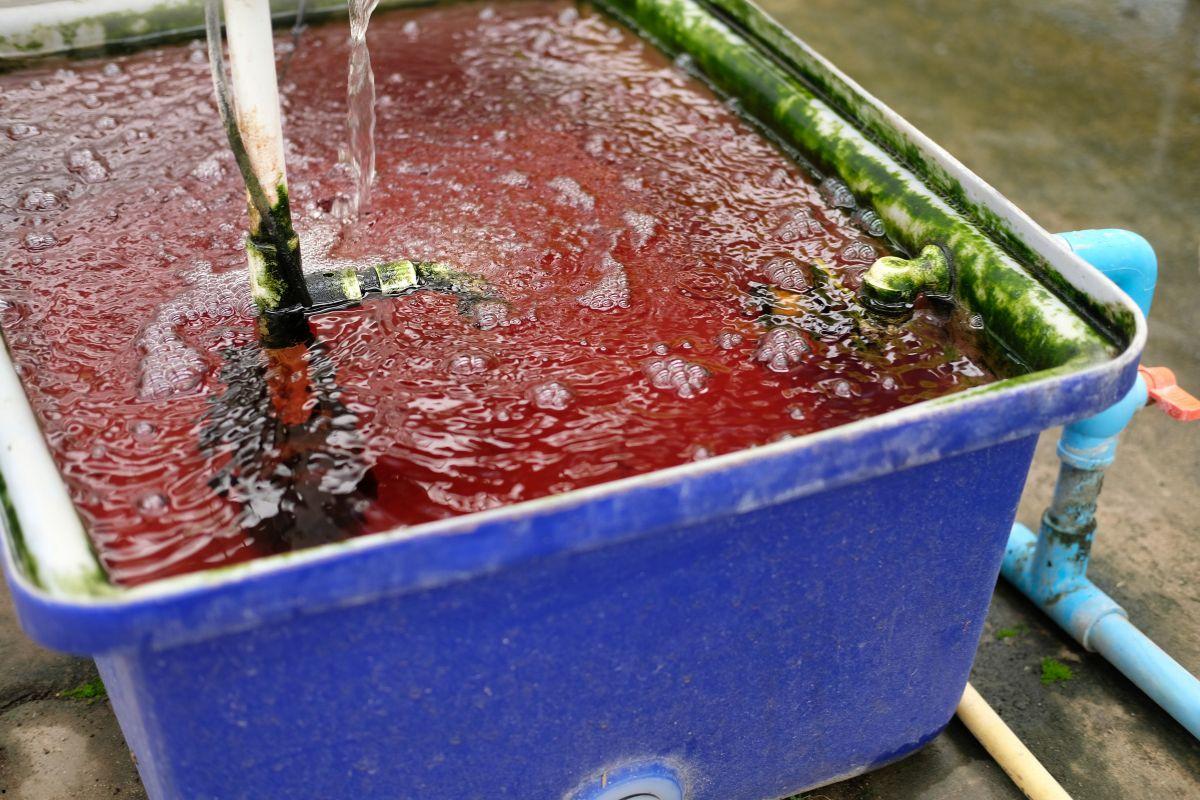 Con quale frequenza cambiare l’acqua in un sistema idroponico?